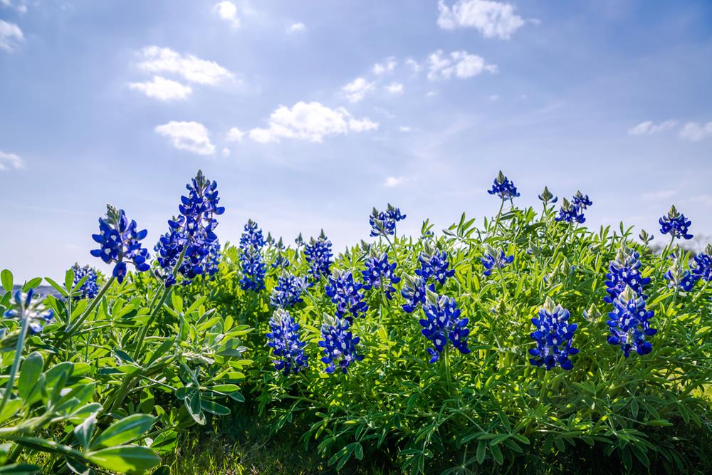 Bluebonnets, Texas state flower