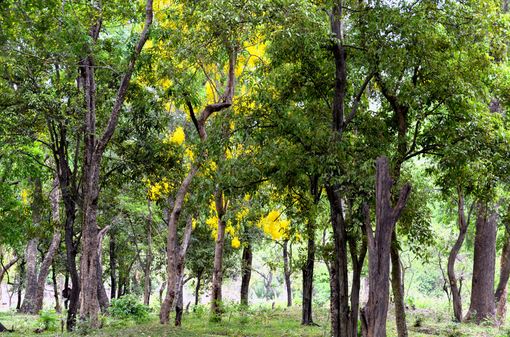 Sandalwood forest at Marayoor, near Munnar in Kerala State, India