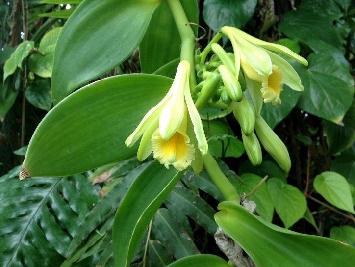 Vanilla planifolia flower