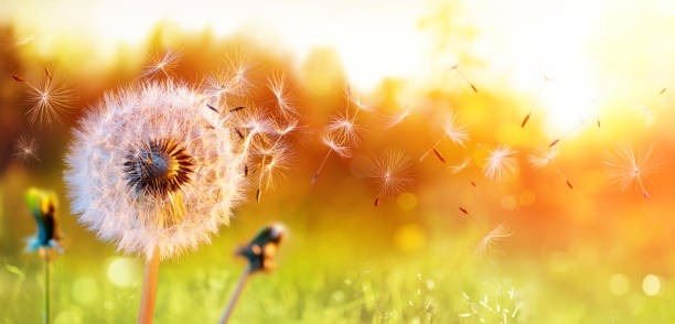 What Can Cause Seasonal Allergies