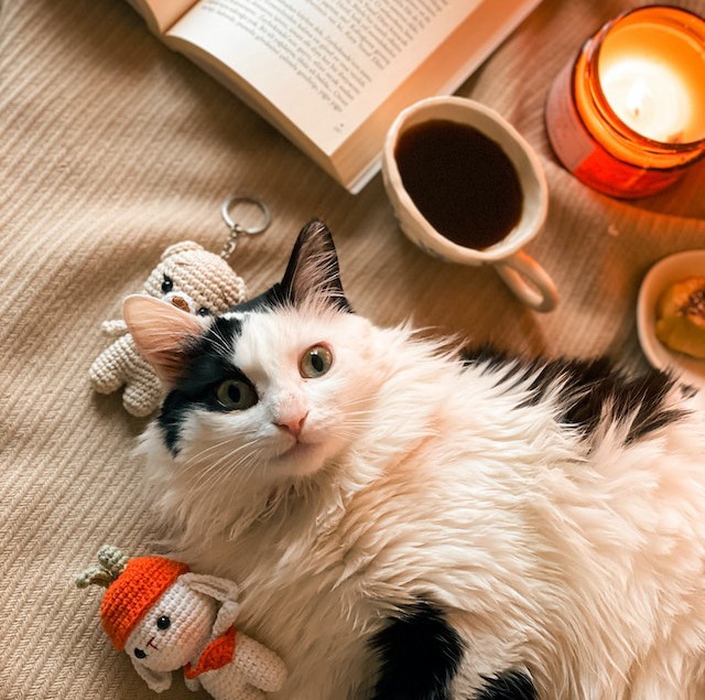 photo of cat beside a book