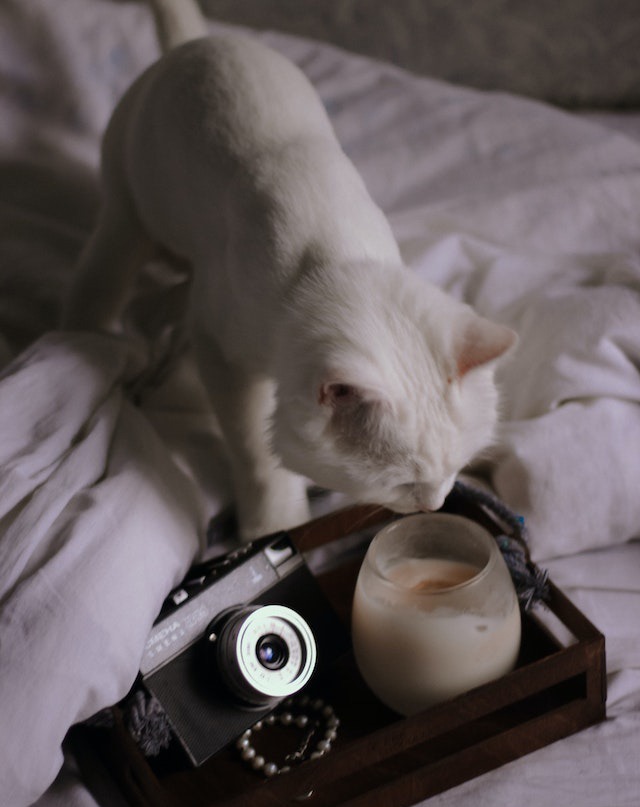 white cat beside wooden tray